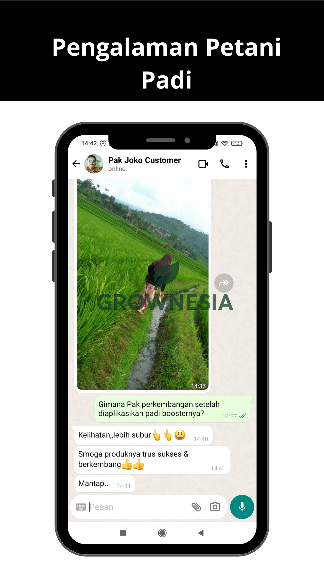 Pengalaman Petani Padi (1)